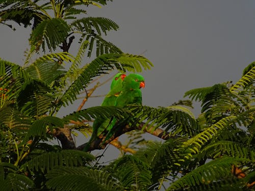 Gratis lagerfoto af grønne papegøje, Kærlighed, papegøje