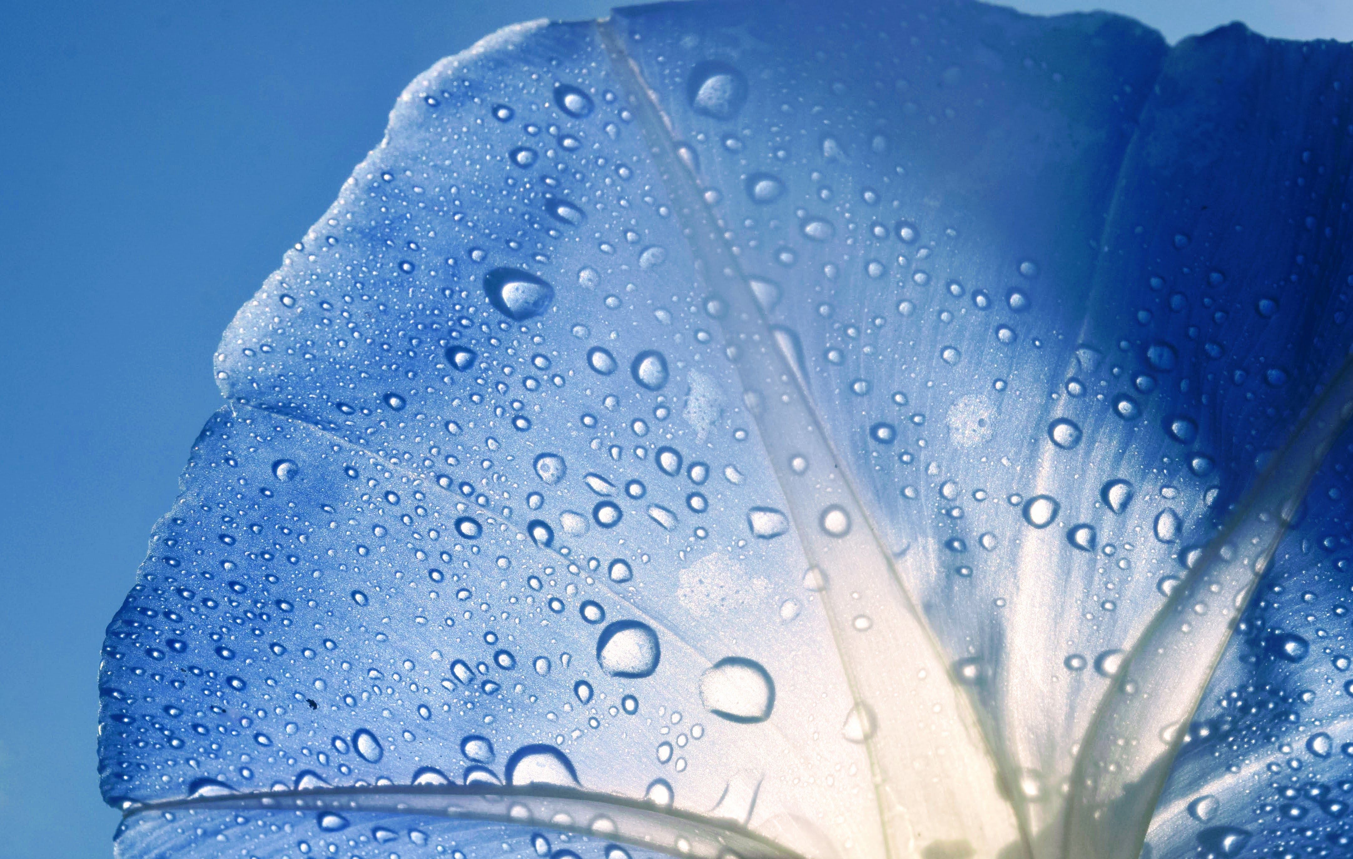 Close-up of water droplets on a blue petal, showcasing nature's delicate beauty.