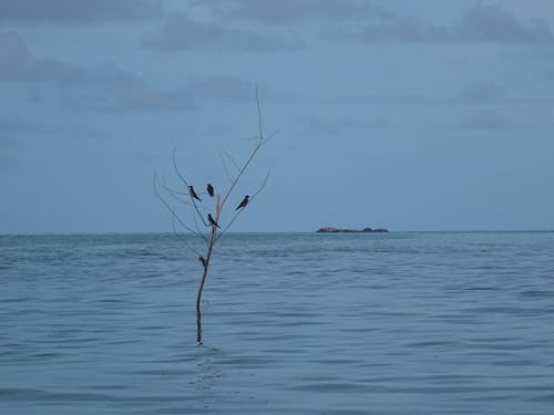 Darmowe zdjęcie z galerii z niebieskie morze, ptak, ptak morski