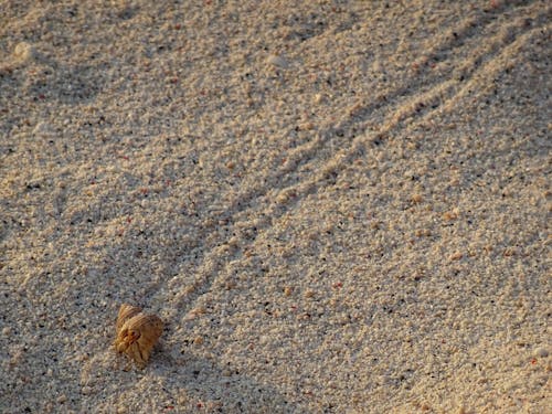 kabuklu deniz hayvanı, kum, kumlu plaj içeren Ücretsiz stok fotoğraf