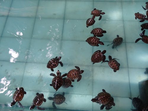 bebek kaplumbağası, kaplumbağa içeren Ücretsiz stok fotoğraf