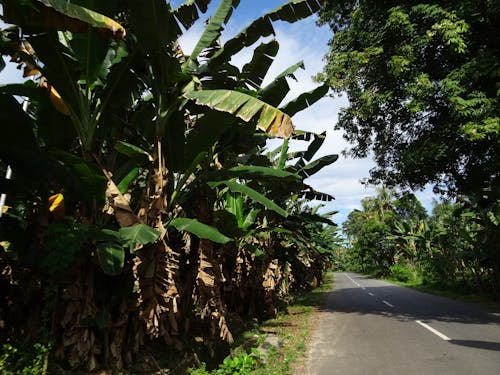 Безкоштовне стокове фото на тему «Балі, банани, головна вулиця»
