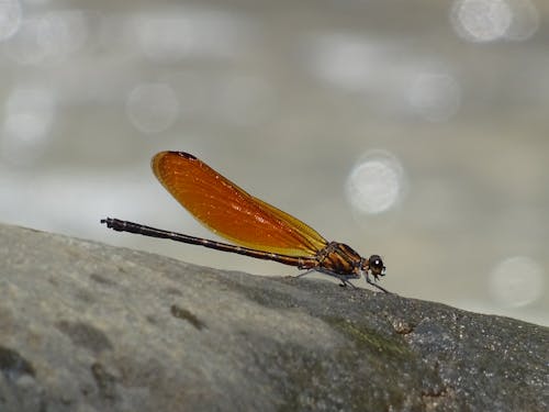 Foto profissional grátis de asa de libélula, libélula