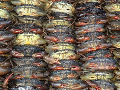 Free stock photo of asian food, crustacean, dinner