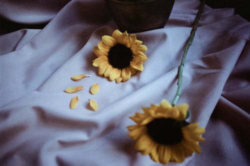 Close-Up Shot of Yellow Flowers on White Textile