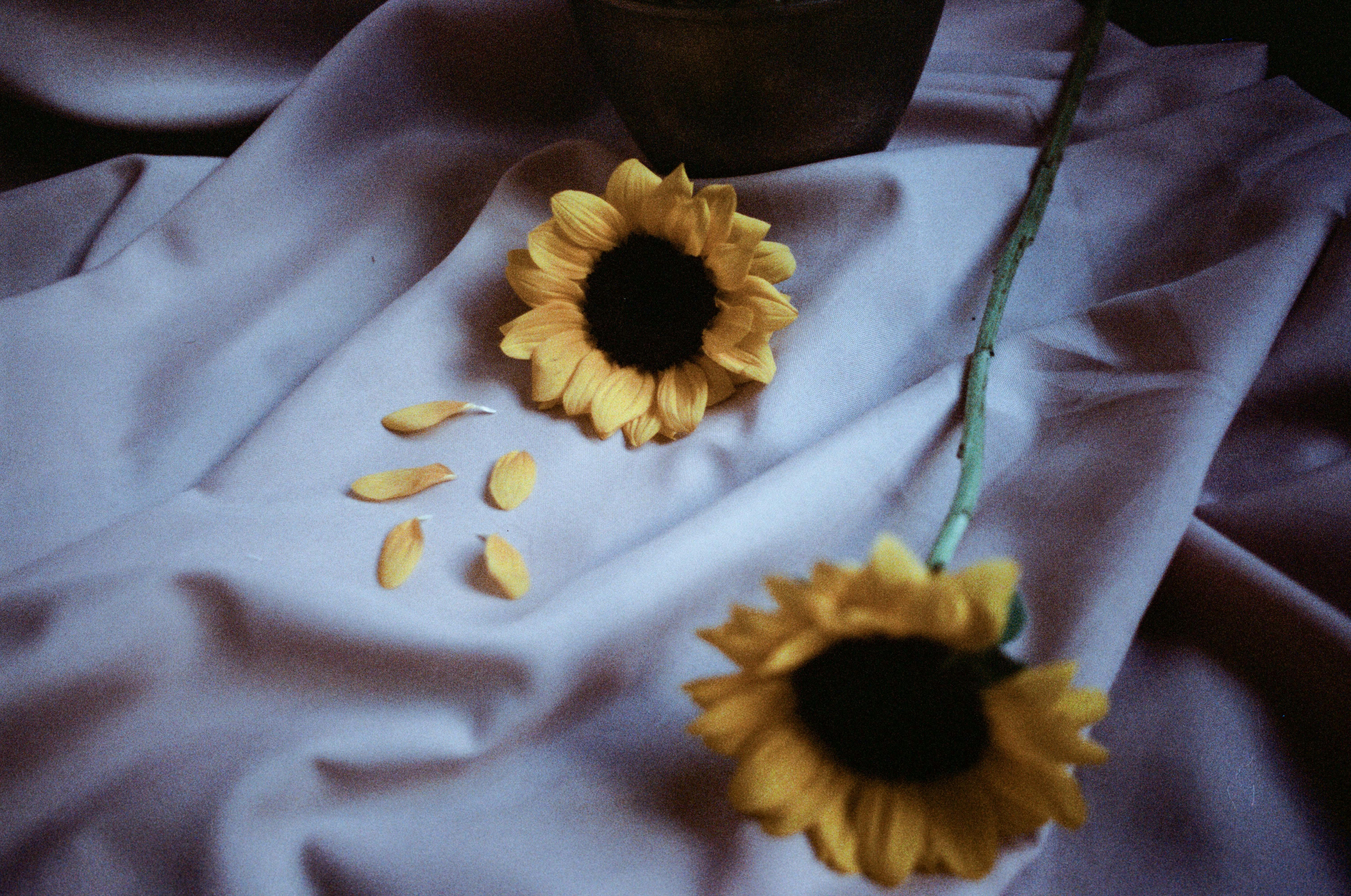 hipster sunflower backgrounds