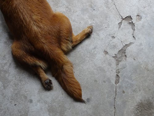 Darmowe zdjęcie z galerii z beton, betonowa podłoga, brązowy pies