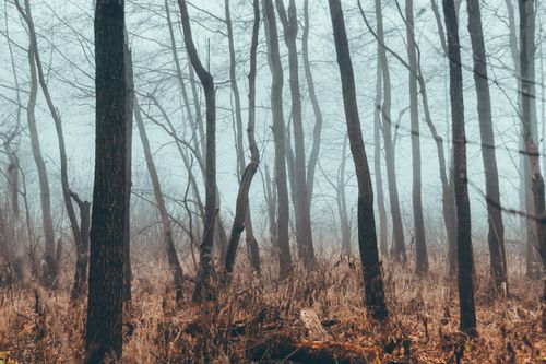 Free Tranquil misty forest scene showcasing bare trees and autumn foliage. Stock Photo
