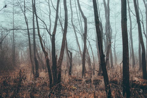 Leafless Tress in Forest