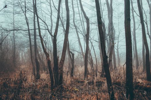 Leafless Tress in Forest