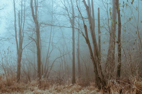 Free Bare Trees in the Fog  Stock Photo