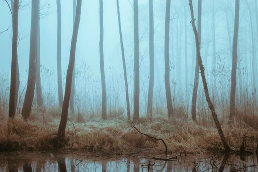 A mystic forest scene featuring tall trees shrouded in fog, reflected in a still creek.. pexels, mystic, forest