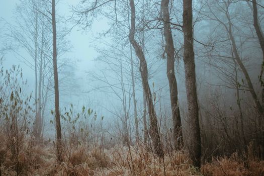 Serene foggy woodland scene capturing trees and grass under soft light.