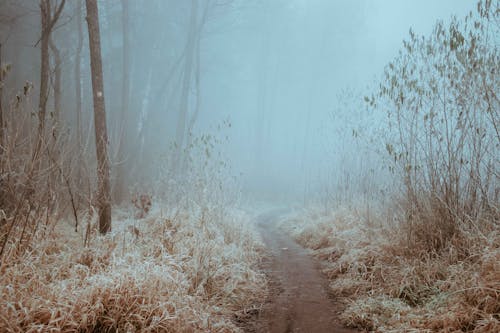 Dirt Path Between Brown Grass Field