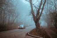 A Car on the Road Between Leafless Trees