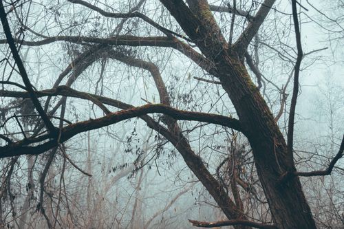 Free A captivating image of a foggy forest showcasing intricate bare branches and trunks. Stock Photo