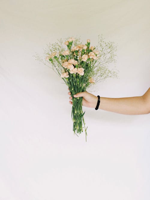 Free Photos gratuites de arrière-plan blanc, bouquet, fleurs Stock Photo