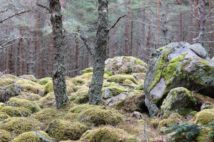 Green Mosses On The Rocks