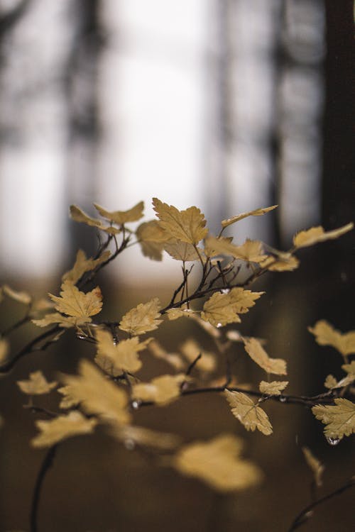 Gratis stockfoto met bladeren, fabriek, selectieve aandacht