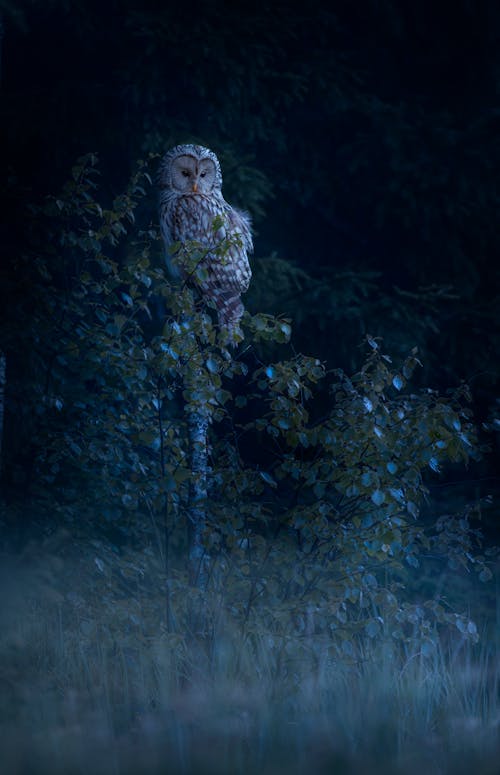 Ural Owl on Green Plant