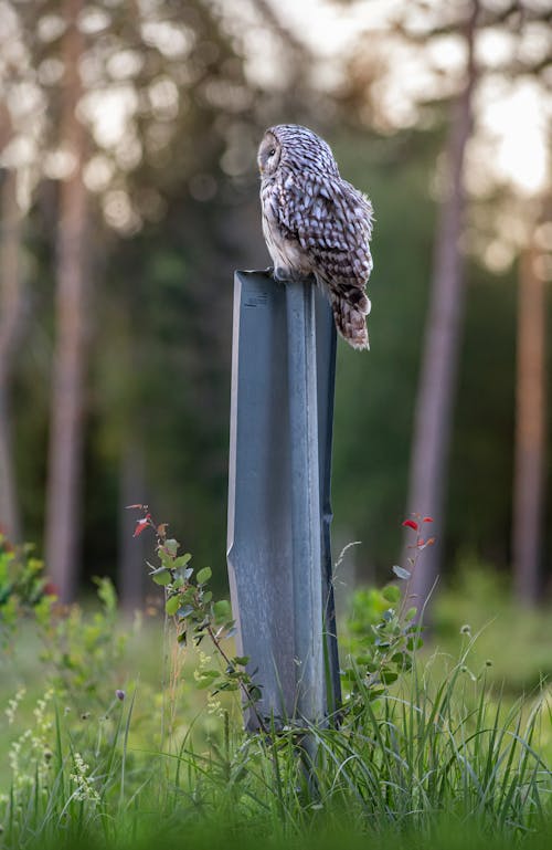 Ural Owl Perched on Gray Metal Post