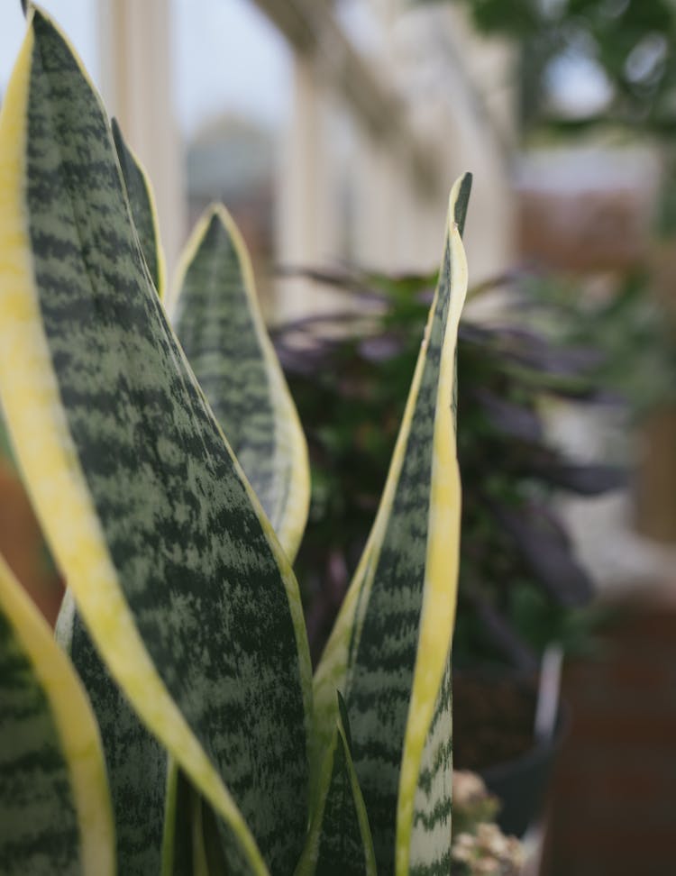 Close-Up Shot Of Dracaena Trifasciata