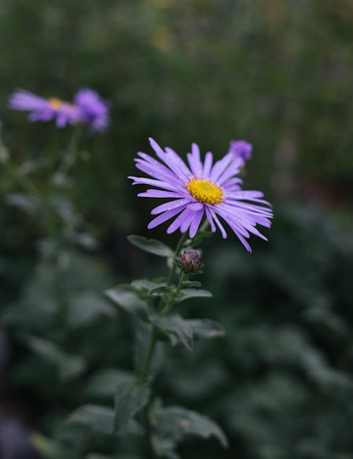 A Daisy Flower in Full Bloom
