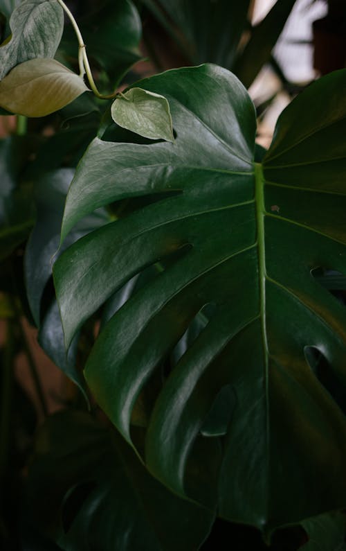 Free Green Leaf in Close Up Photography Stock Photo