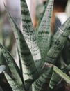 Green Plant in Close Up Photography