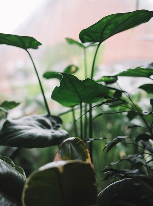 Free Close-up of vibrant, fresh leaves basking in natural light, highlighting organic growth. Stock Photo