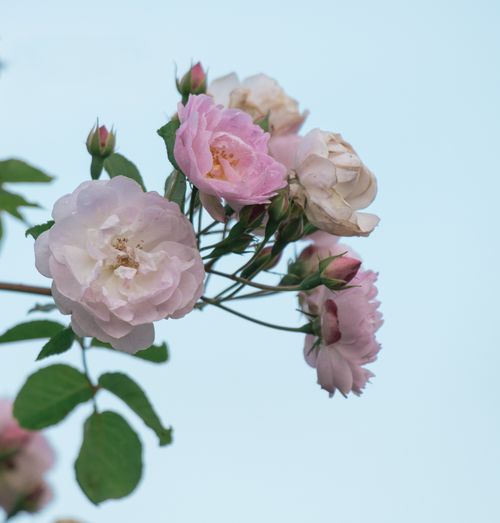Free Close-up of blooming pink roses on a stem with green leaves against a clear blue sky. Stock Photo