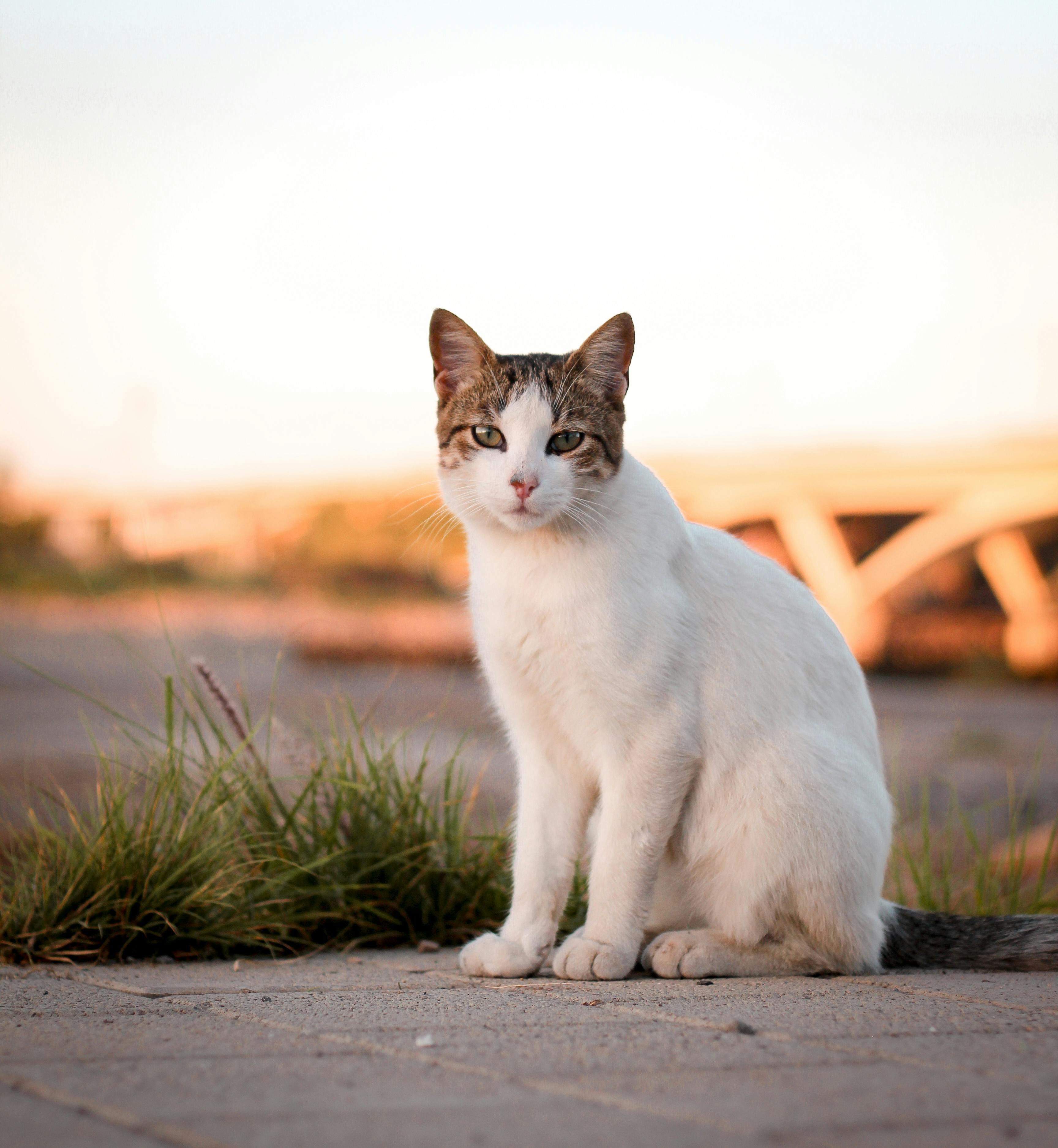 A Cute Cat Sitting on the Ground · Free Stock Photo, image size:3456x3750