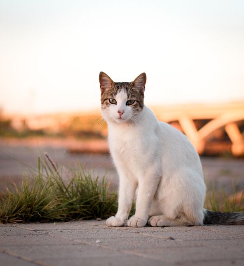 Free Adorable domestic cat sitting on a concrete path against a warm sunset backdrop. Stock Photo