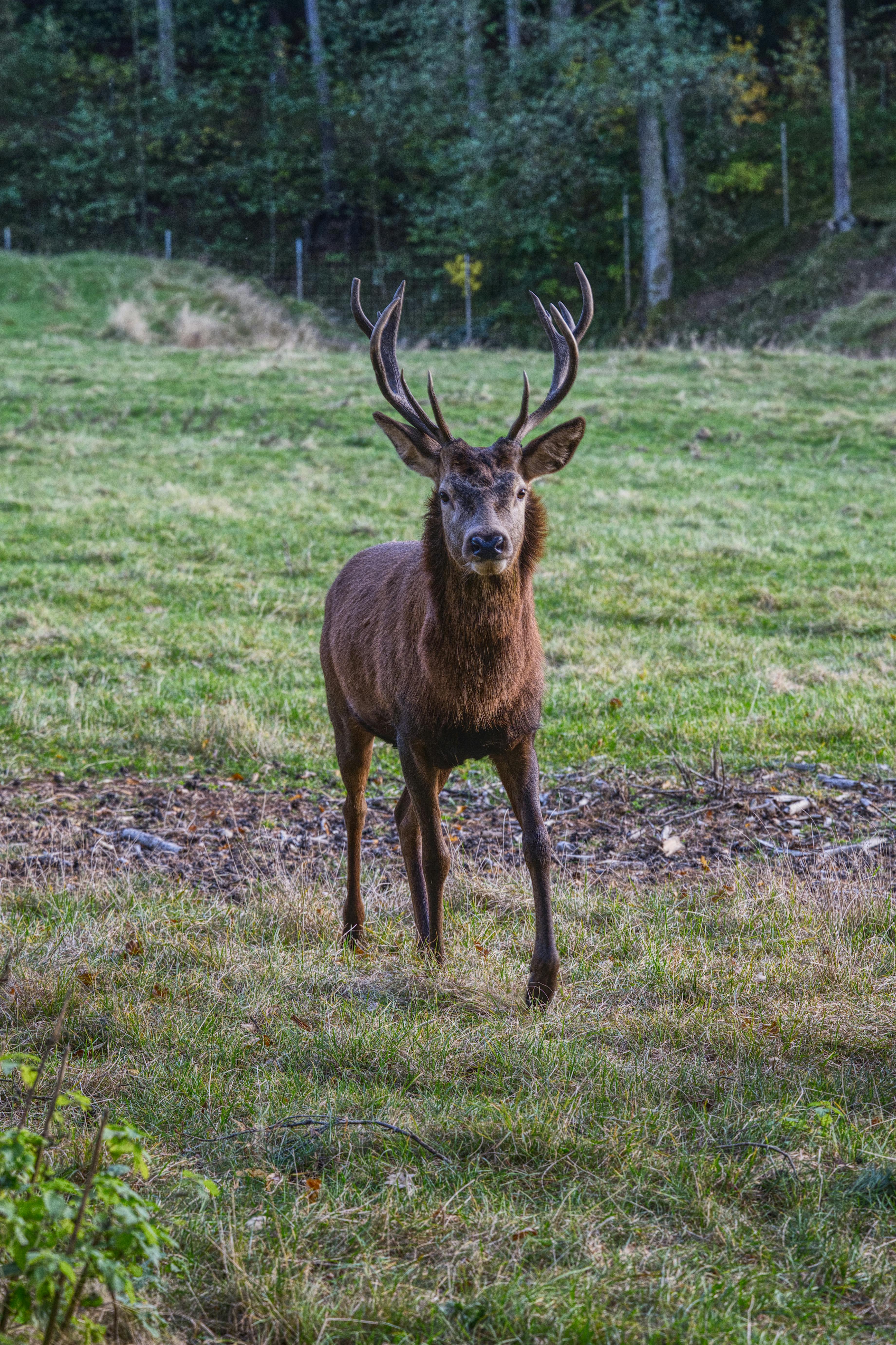 grátis Foto profissional grátis de ambiente selvagem, amigo do ambiente, animais com cascos Foto profissional
