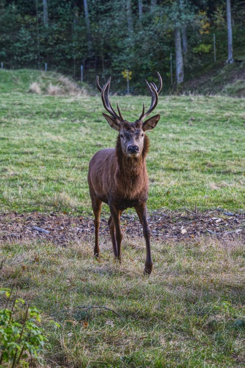 Red Deer Standing on Grass Field