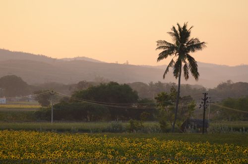 Free Serene landscape of sunflowers and palm tree at sunset in rural India. Stock Photo