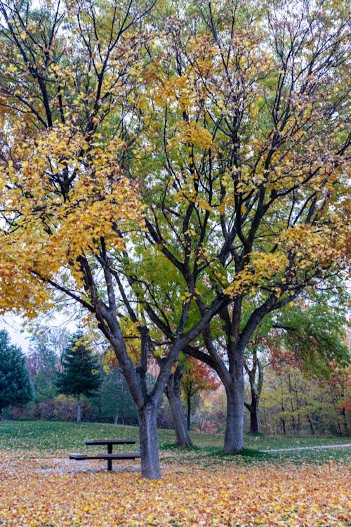 Free stock photo of autumn, background, bench