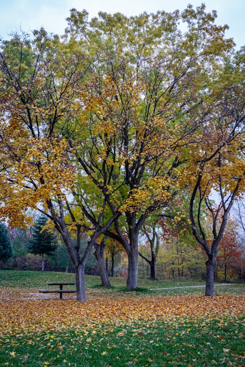 бесплатная Бесплатное стоковое фото с вертикальный выстрел, деревья, на открытом воздухе Стоковое фото