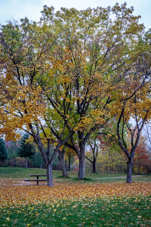 公園, 垂直拍攝, 天性 的 免費圖庫相片