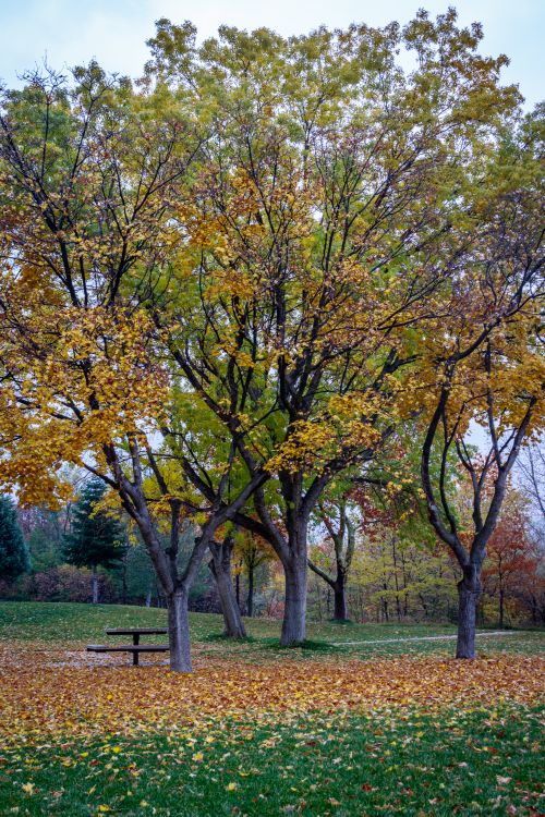 Free A serene autumn park with trees and fallen leaves, perfect for nature lovers. Stock Photo