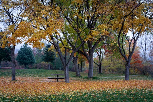 Free stock photo of autumn, background, bench