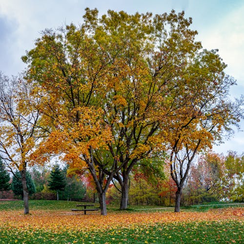 Green and Yellow Leaf Tree