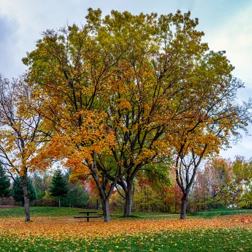 Free A tranquil autumn scene with colorful trees and fallen leaves in a serene park. Stock Photo