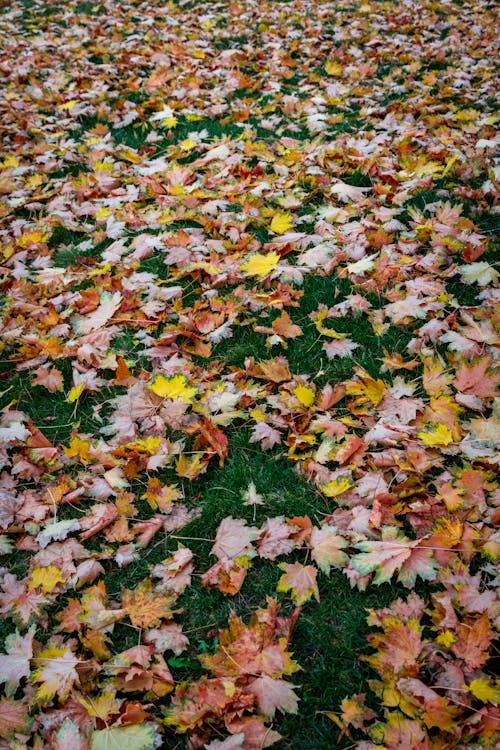 Free stock photo of autumn, background, city