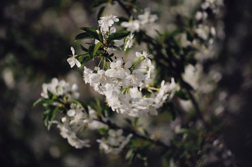 Fotobanka s bezplatnými fotkami na tému flóra, kvet ovocného stromu, kvetinová fotografia