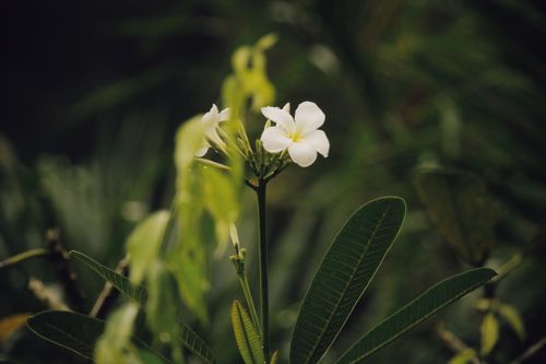Free White plumeria flower in lush greenery with blurred background enhancing focus. Stock Photo