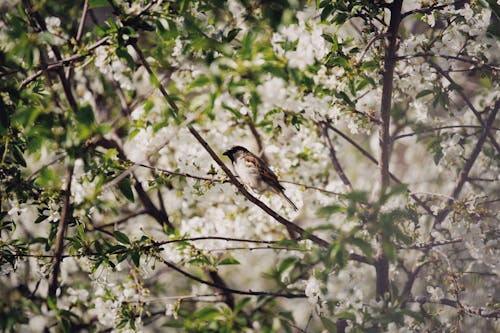 Sparrow Perched on Tree Branch