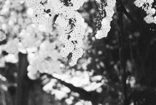 Grayscale Photo of Blooming Flowers