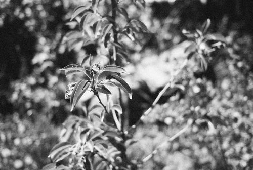 Free Black and white capture of plant leaves with blurred background and depth of field effect. Stock Photo