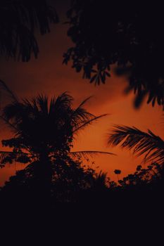 Captivating silhouette of tropical trees set against a vibrant orange twilight sky, evoking a serene and peaceful atmosphere.